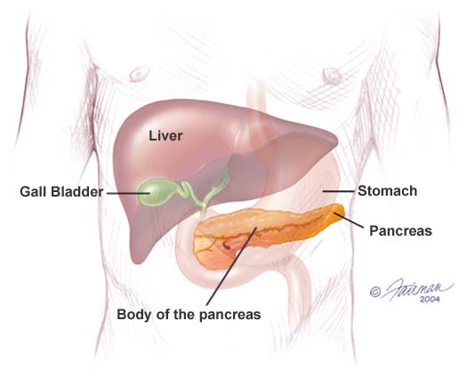 pancreas.jpg